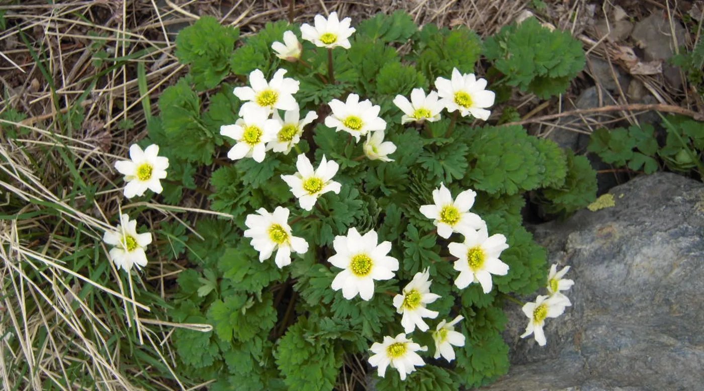 🏔️ 기타다케 산 이미지 4